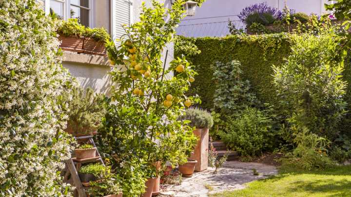 14 Fruit Trees You Should Plant This Fall In Your Backyard