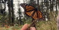 Atrae mariposas a tu jardín y ayuda a la biodiversidad local