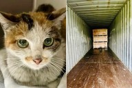Cat Ready for Adoption After 8,000-Mile Journey in Shipping Container