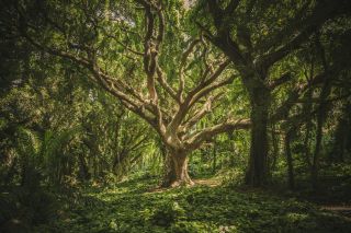 Speaking for Trees: Science, Morality, and Well