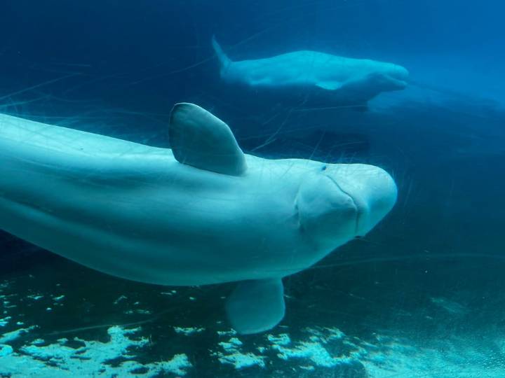 How are whales transported? Marineland looks for solutions for belugas