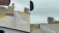 Impresionante video: un león salió de su transporte y saltó de un vehículo en movimiento