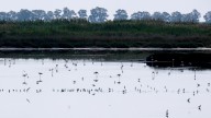 Incertidumbre en los cotos de El Hondo y Las Salinas ante el inicio de la temporada