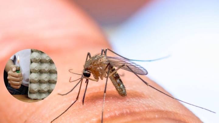 Decile chau a los mosquitos desde la primavera: el truco para ahuyentarlos usando maple de huevo