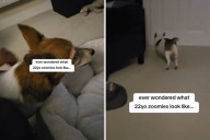 22-Year-Old Dog Gets Zoomies—Owner Says 'She Thinks She’s Unstoppable'