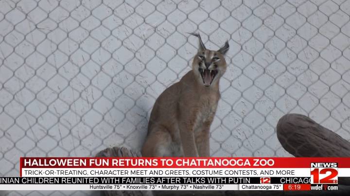 Halloween Fun Returns to Chattanooga Zoo