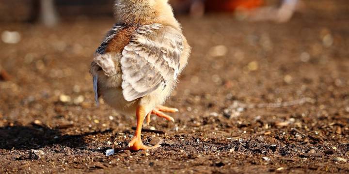 Del kéfir al gallinero: la apuesta natural que fortalece a los pollos y promete una avicultura más eficiente