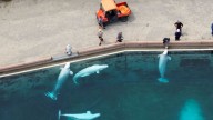 Drone footage shows Marineland staff caring for remaining belugas, dolphins