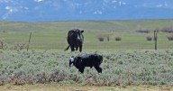 Approved regulation reimburses ranchers who treat their animals