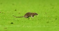 Wales v Belgium match stopped as HUGE rat invades pitch in hilarious scenes