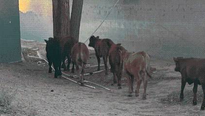BCSO take on overnight cow round up