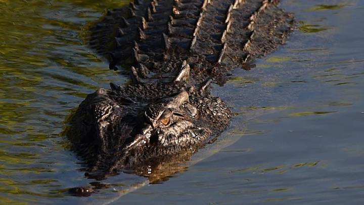 Teenage boy remains in hospital after being attacked by crocodile while fishing in Far North Queensland
