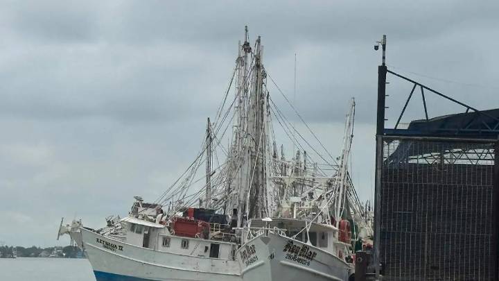 Camaroneros de Tamaulipas se preparan para el fin de la veda en el Golfo de México