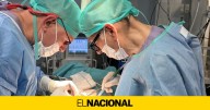 Consiguen trasplantar a cerdos riñones porcinos modificados con organoides humanos