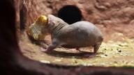 ¿Por qué las ratas calvas desafían al envejecimiento y sus enfermedades?