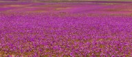 “Atacama se viste de colores: la floración que ocurre sólo cada varios años”
