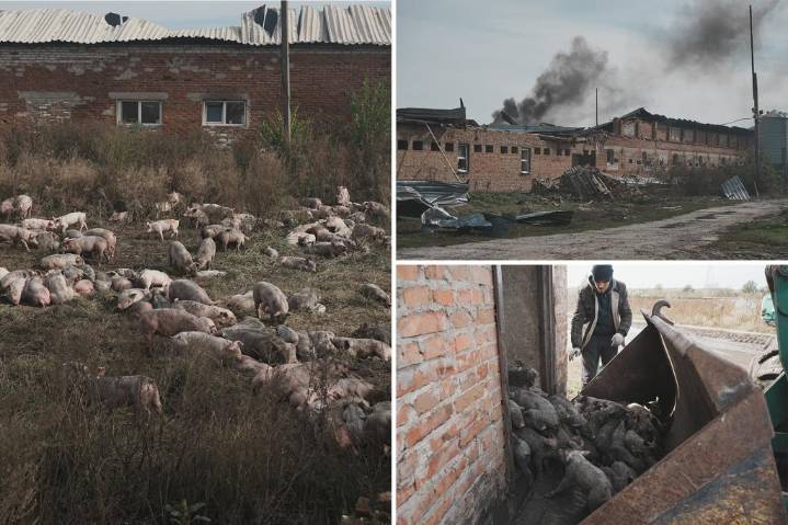 Massive Russian drone attack wipes out 13K pigs in gruesome Ukrainian farm fire: 'The destruction is catastrophic'
