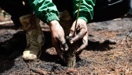 Los bonos verdes, una herramienta para el desarrollo de un futuro con más sostenibilidad