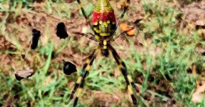 GGC researchers publish findings on Joro spider population control