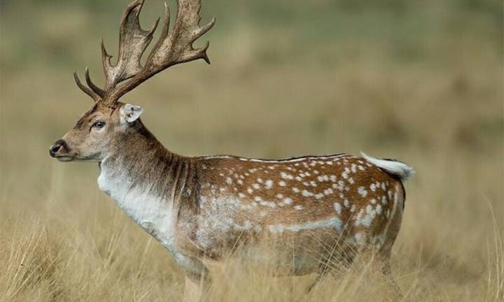 Pasarán 4 años en la cárcel por cazar ciervos en un campo de Pringles