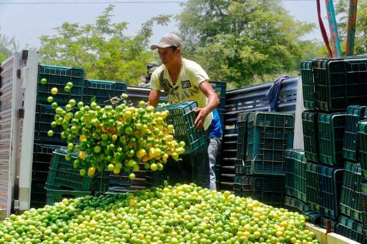 Reforzarán seguridad en Michoacán tras asesinato de líder limonero