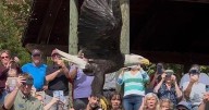 Bald eagle returned to the wild at Smith Mountain Lake