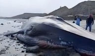 Ballena azul de más de 22 metros varó sin vida en playa de Tumbes: presenta profundo corte en la cabeza