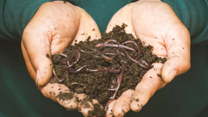 Eat worms as source of protein: Bizarre money