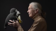 Adiós a Jane Goodall, la mujer que cambió nuestra forma de ver a los animales