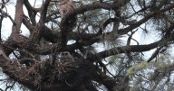 Earth Notes: Witches' Broom