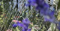 A look at the best times of day for watering, planting, pruning and other garden tasks