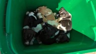 Family Stunned To Find 7 Puppies Abandoned In A Ditch Along A Busy Kansas Highway