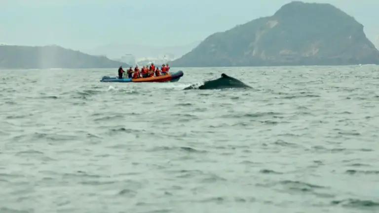 Primeras ballenas comienzan a llegar a costas del Pacífico mexicano, reportan