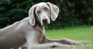 7 Things Every Weimaraner Owner Should Know Before Bringing One Home