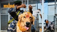 Kukur Tihar 2025: Nepal pays respect to dogs, worships canines; See pics