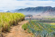Afecta competencia extranjera a productores nayaritas de maíz y caña
