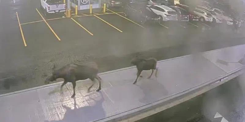 Moose Captured on Camera at St. John’s International