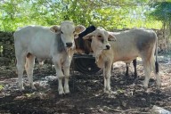 Detectan 72 nuevos casos de gusano barrenador de ganado en Yucatán; ya se acumulan 866 contagios