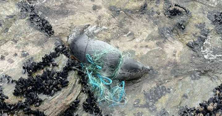 Seal trapped in fishing net rescued