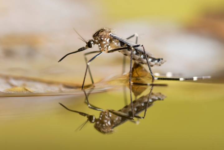 Mosquitoes discovered in one of the world’s coldest countries for first time