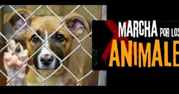 Colectivos animalistas protestan por venta de animales en el Mercado de Sonora: ¿Qué es lo que piden?