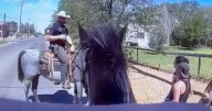 BUCKTIN: Guilty perp chased down by 'drug-sniffing' HORSE after cop cracks joke