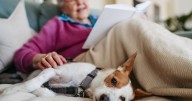 Dog owners need to know nine 'severe' illness symptoms