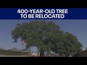 400-year-old tree to be relocated; City of Kyle approves nearly $1 million project