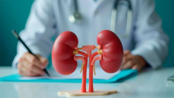 Cuidá tus riñones: estos 3 alimentos pueden afectar su salud