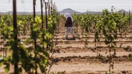 Investigadores desarrollan app de alertas de calor para jornaleros