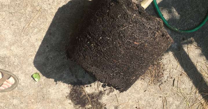 How to check if plants are root-bound before buying
