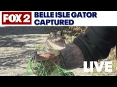 Belle Isle gator captured and taken to serpentarium in Westland