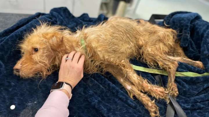 Kentucky Uber Driver Shocked When They Spot Lifeless Dog Along The Highway