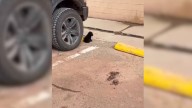 Arizona Pup Left In Store Lot Stares At Shoppers With Hope Until One Woman Stops